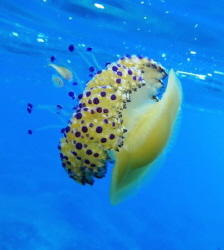Cassiopea Mediterranea (Cotylorhiza tuberculata) Isola di... by Daniele Consani 